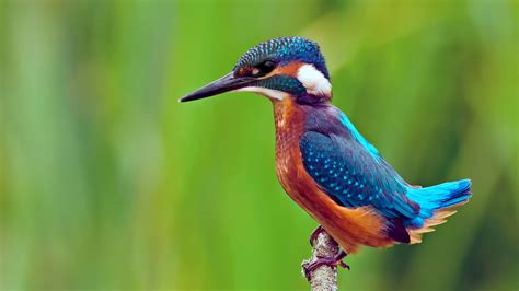 Common Kingfisher Hd Wallpapers Backgrounds