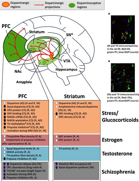 Summary Of The Effects Of Stress And Sex Hormones On Dopaminergic Download Scientific Diagram