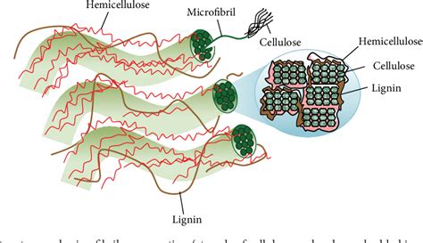 Lignocellulose Structure