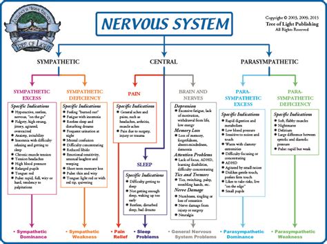 Biological Terrain For The Nervous System Chart