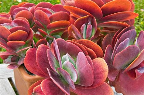 The succulents in my youtube videos and design projects mostly come from the largest grower of cacti and succulents in the contrast colorful succulents with colorful pots | debra lee baldwin. Colorful Pants | Top 10 Colorful Succulents - Birds & Blooms
