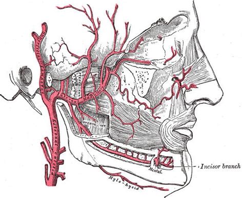 Mylohyoid Branch Of Inferior Alveolar Artery Alchetron The Free