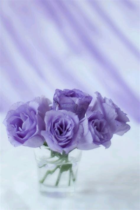 253 Best Images About Color Lilac Lila On Pinterest Lavender