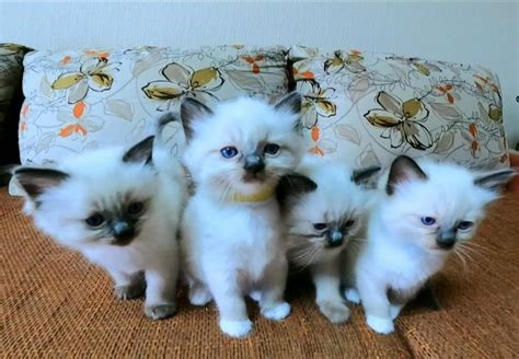 Seal Point Ragdoll Male Kittens Cats For Sale Price