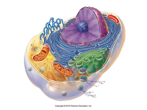 Eukaryotic Animal Cell Diagram Quizlet