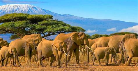 Desde Nairobi Safari De 2 Días En El Parque Nacional De Amboseli