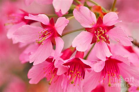Cherry Blossom Special Photograph By Regina Geoghan Fine Art America