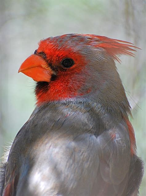 Pyrrhuloxia Cardinalis Sinuatus Wild Bird In The Saguaro Flickr