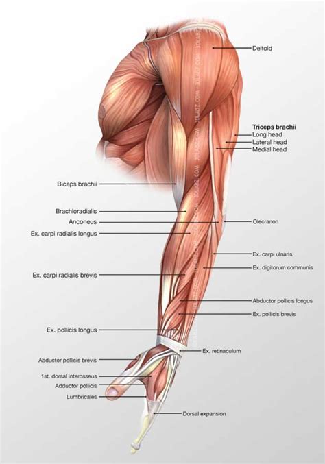 Arm muscles can also be classified by their compartments or regions. Arm Lateral Muscles 3D Illustration labeled