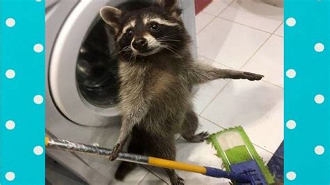 See full list on thesprucepets.com Best Cute Raccoon Video Compilation|| Funny Baby And Pet ...