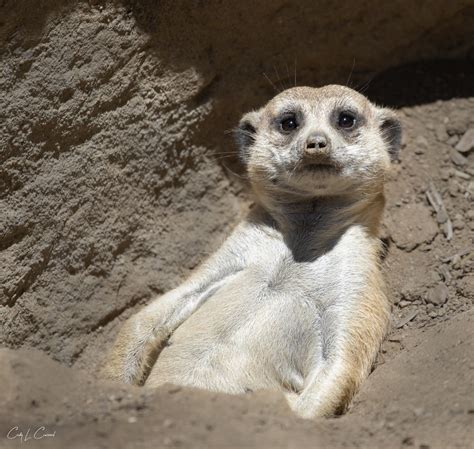 Oh Im Just Chillin Meerkat At The San Diego Zoo San Di Flickr