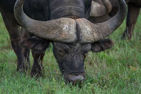 Unusual African Buffalo Facts And Photos Why So Feared By Hunters