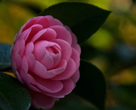Camellia Flower The Winter Queen Camellia Flower Growing Tips