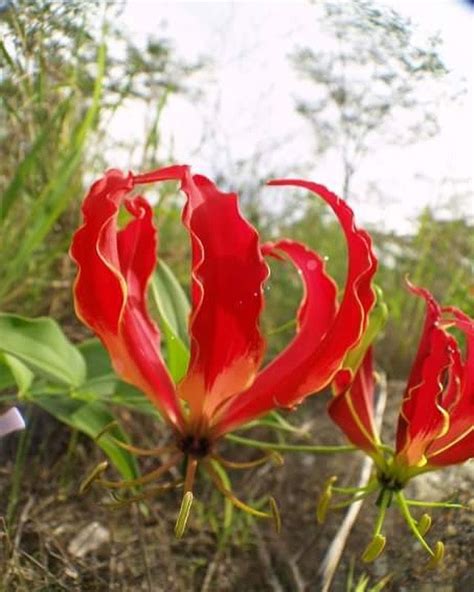 Flame Lilies Nyanga Zimbabwe Keziahhellen Botanical Beauty
