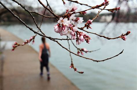 Cherry Blossom Peak Bloom This Year Could Be The Earliest On Record