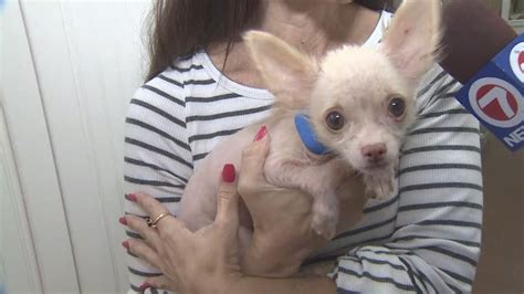 35 Rescued Chihuahuas Available For Adoption In Fort Lauderdale Fox