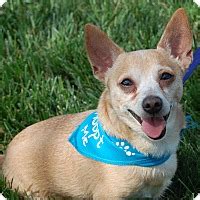 Ballantyne veterinary clinic understands that pets hold a significant place in the lives of their people. respecting our clients' feelings and opinions is part of providing excellent care. Charlotte, NC - Chihuahua. Meet Papi a Pet for Adoption.