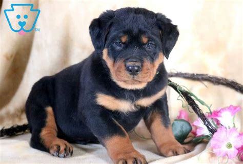 Find out about the great dane here. Rottweiler Puppies For Sale In Michigan