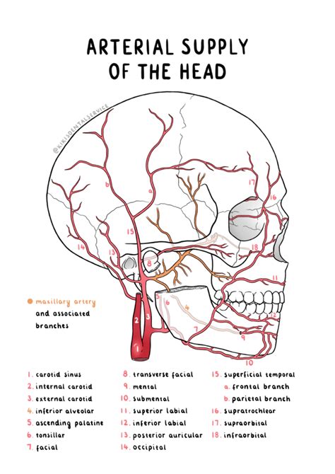 Vascular Supply To The Head And Neck Revise Dental