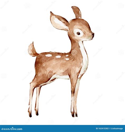 Cute Watercolor Drawing Of The Baby Deer Over White Foreat Anomals
