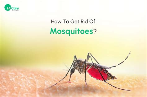 How To Get Rid Of Mosquitoes