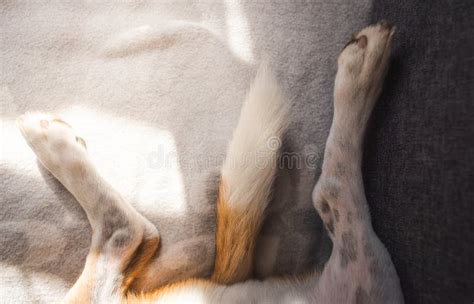 Beagle Tail Highly Risen Stock Photo Image Of Horizontal 14886658