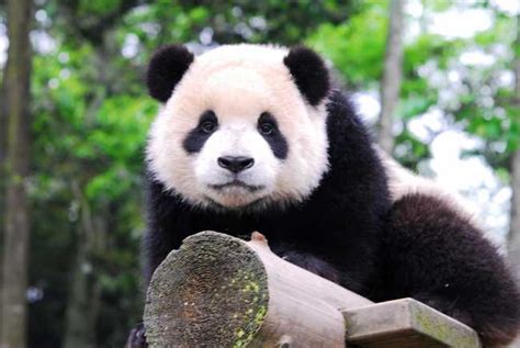 Information About Giant Panda Yin Ke Panda News