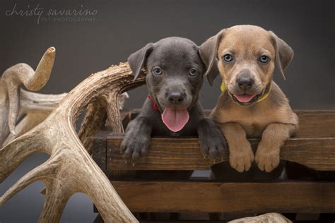 South Texas Lacy dogs - blue Lacy tracking dog breeder www ...