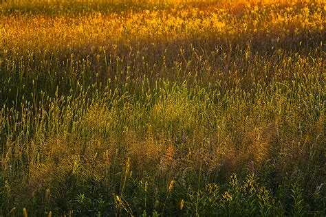 Backlit Meadow Grasses Photograph By Marty Saccone Fine Art America