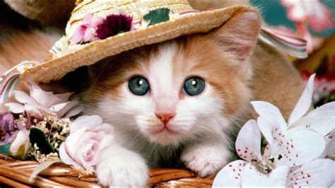 Cute Cat Profile Pictures For Facebook Youtube
