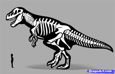 How To Draw A Dinosaur Skeleton Dinosaur Skeleton Dinosaur Skeleton