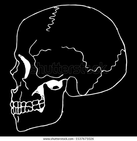 Vektor Stok Isolated Vector Illustration Human Skull Profile Tanpa