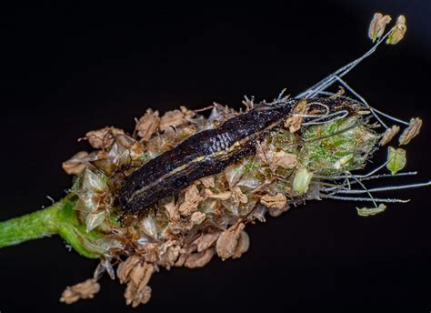 Parasitized Caterpillar A Photo On Flickriver