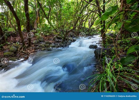 Creek In Jungle Stock Image Image Of Idyllic Park 116596655