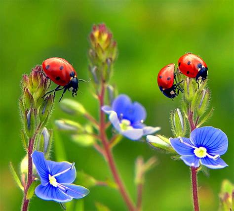 How to attract ladybugs to the garden. 1500 Live Ladybugs + Nectar + Pack of Flower Seeds to ...