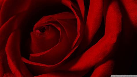 وأضاف الآلاف من الصور خلفية جديدة كل يوم. خلفيات ورود منوعة لسطح المكتب 2016 Roses wallpaper Hd ...