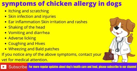 Can Dogs Be Allergic To Chicken Poultry Allergy In Dogs Serve Dogs