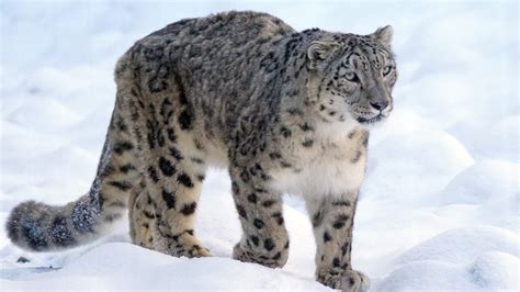Leopardo De Las Nieves Cómo Es Y Qué Animales Comen