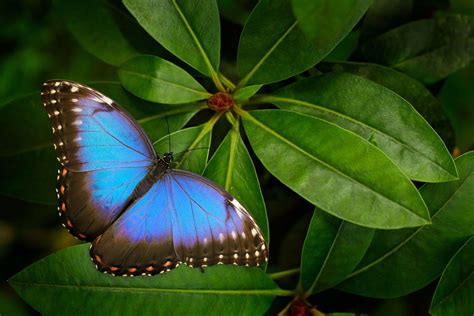 Facts For Kids On The Blue Morpho Butterfly Sciencing