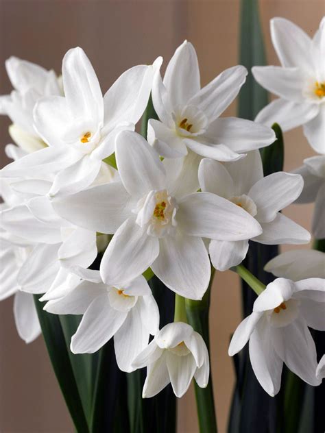 Narcissus Flowers Narcissus Flower Birth Flowers