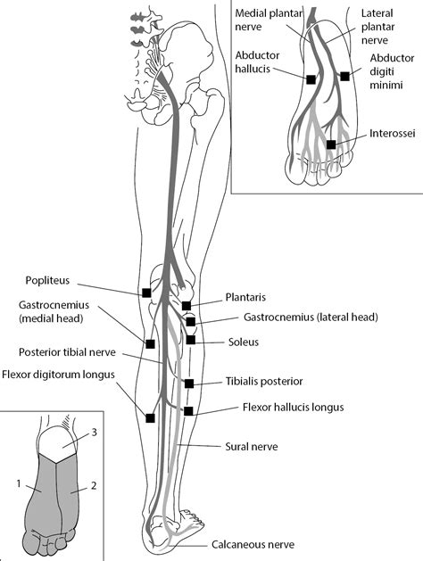 Tibial Nerve Anatomy Course Branches And Applied Anatomy