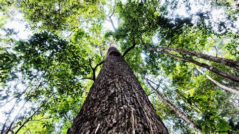 Help plant more trees in the amazon rainforest. These Are The Amazon Trees That Keep The Planet Cool ...
