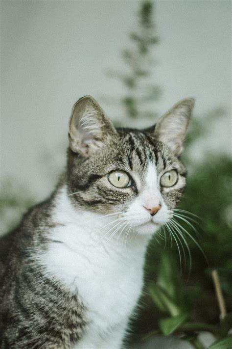Photo Of Grey Tabby Cat · Free Stock Photo