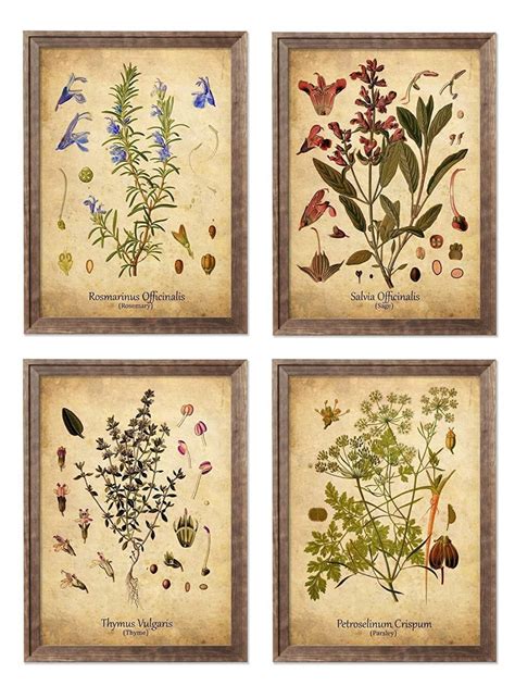 Framed Herb Botanical Print Set Ready To Hang Rosemary Sage Etsy