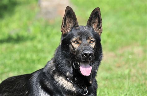 The Sable German Shepherd Top Facts And Guide Animal Corner