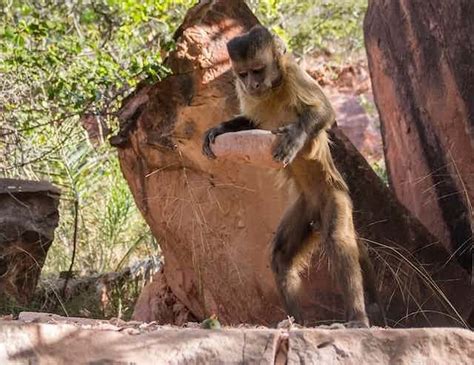 Monkeys Smashing Nuts With Stones Hint At How Human Tool Use Evolved