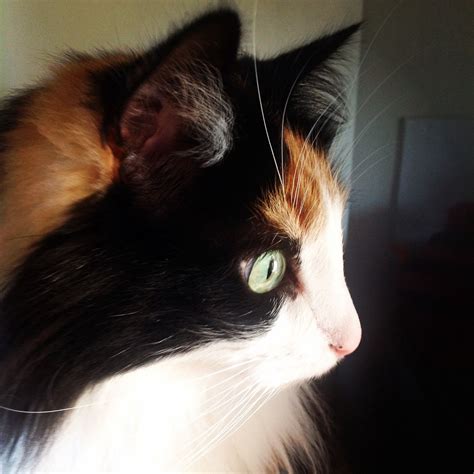 Norwegian Forest Cat ~ Calico Penny ️ Norwegian Forest