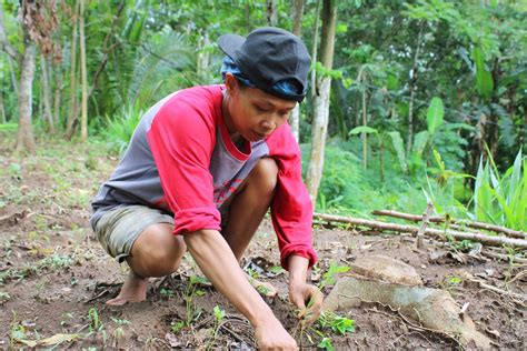 Nandur Cabe Eksotika Desa