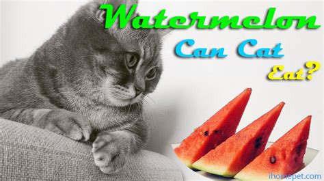 Discover can cats eat watermelon and some very important facts about feeding it to them. Can cats eat watermelon? Get ready for the shock of your ...