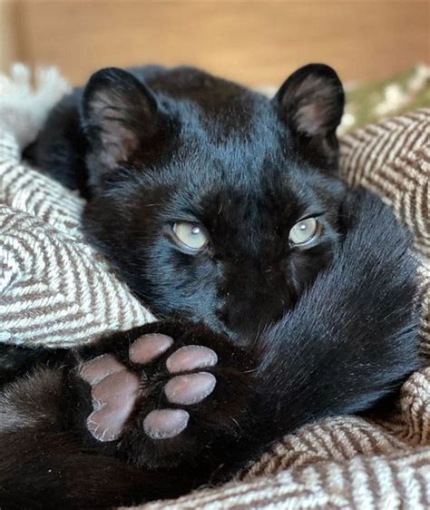 Are Black Cats Related To Black Panthers Quora